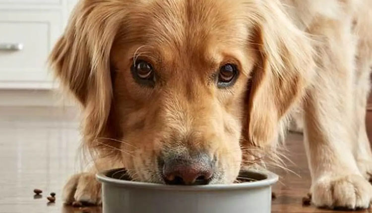 Pet Food Recalls What You Need To Know